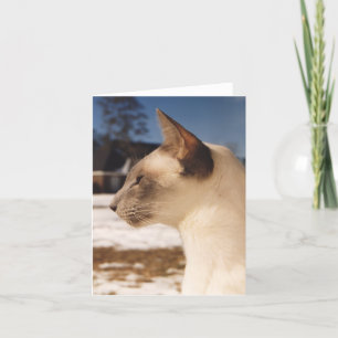 Snow Cat - Siamees Blauw Punt Profiel Kaart