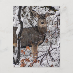 Snow Deer - Wasatch Front - Utah Briefkaart