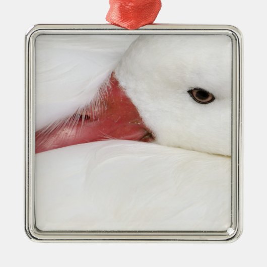 Snow Goose Chen caerulescens Metalen Ornament (Voorkant)