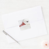 Snow Goose Chen caerulescens Vierkante Sticker (Envelop)