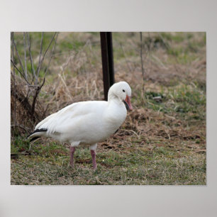 Snow Goose Poster
