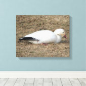 Snow Goose Wrapped Canvas (Insitu (Houten vloer))