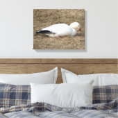 Snow Goose Wrapped Canvas Afdruk (Insitu (Slaapkamer))