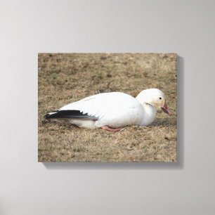 Snow Goose Wrapped Canvas Afdruk
