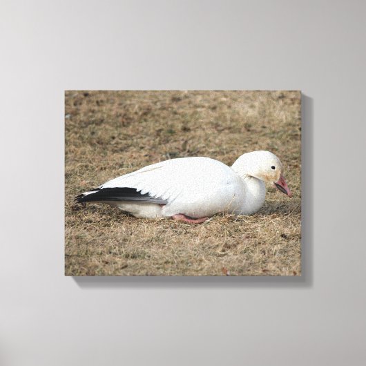 Snow Goose Wrapped Canvas Afdruk (Voorkant)