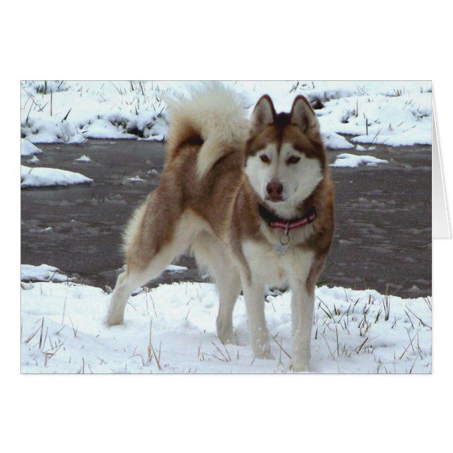 Snow Husky (Voorkant Horizontaal)