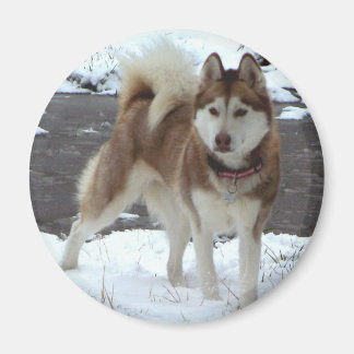 Snow Husky Magneet
