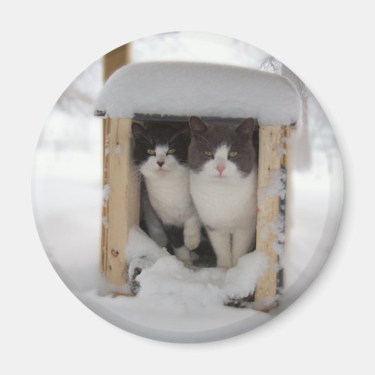 Snow Kittens Magneet (Voorkant)