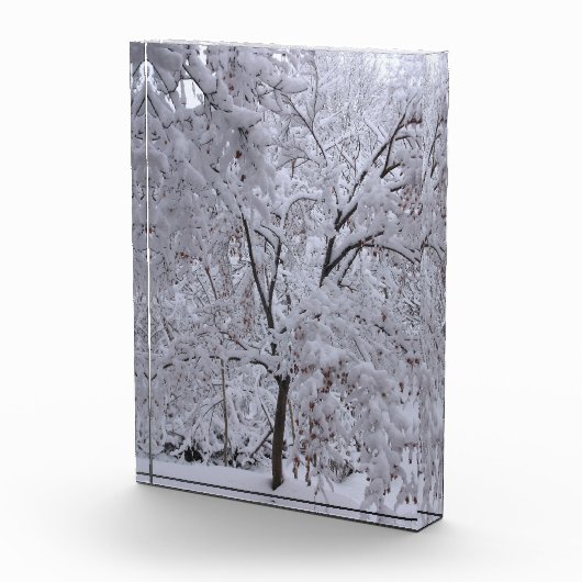 Snow-Laden-bomen Fotoblokken (Rechts)