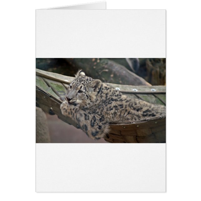 Snow Leopard (Voorkant)