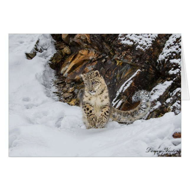 Snow Leopard (Voorkant Horizontaal)