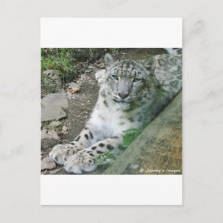 Snow Leopard 1 Briefkaart