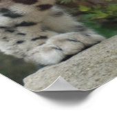 Snow Leopard 2 Poster (Hoek)