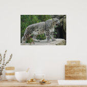 Snow Leopard 2 Poster (Keuken)