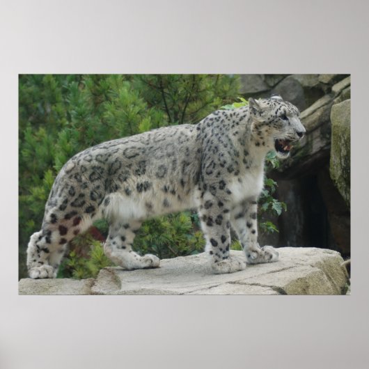 Snow Leopard 2 Poster (Voorkant)