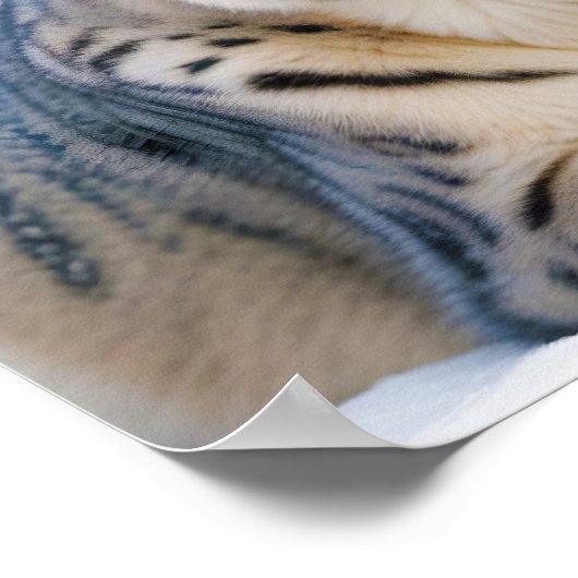 Snow Leopard Animal Natuur Wildlife Affectie Liefd Poster (Hoek)