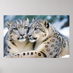 Snow Leopard Animal Natuur Wildlife Affection Cari Poster