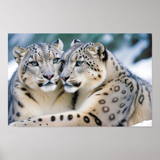 Snow Leopard Animal Natuur Wildlife Affection Cari Poster (Voorkant)