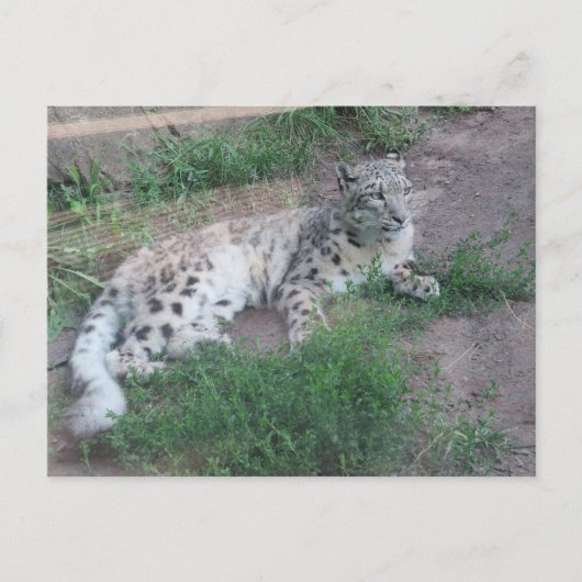 Snow Leopard Briefkaart (Voorkant)