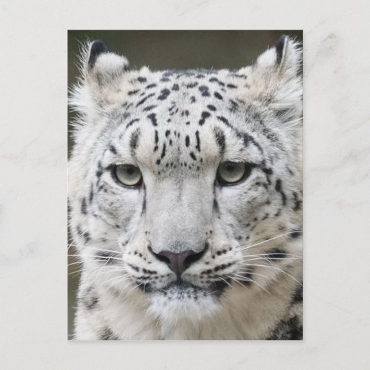 Snow Leopard Briefkaart (Voorkant)