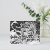 Snow Leopard Briefkaart (Staand voorkant)
