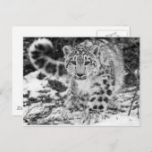 Snow Leopard Briefkaart (Voorkant / Achterkant)