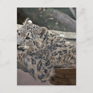 Snow Leopard Briefkaart