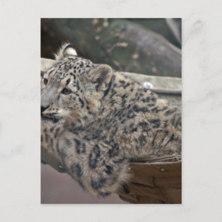Snow Leopard Briefkaart