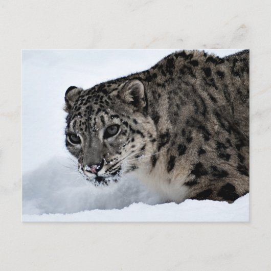 Snow Leopard Briefkaart (Voorkant)