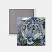 Snow Leopard closeup Magneet (Voorkant / Achterkant)