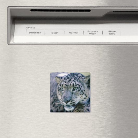 Snow Leopard closeup Magneet (Insitu (Vaatwasser))