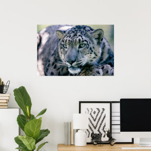 Snow Leopard closeup Poster