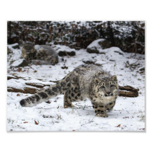 Snow Leopard Cub Foto Afdruk