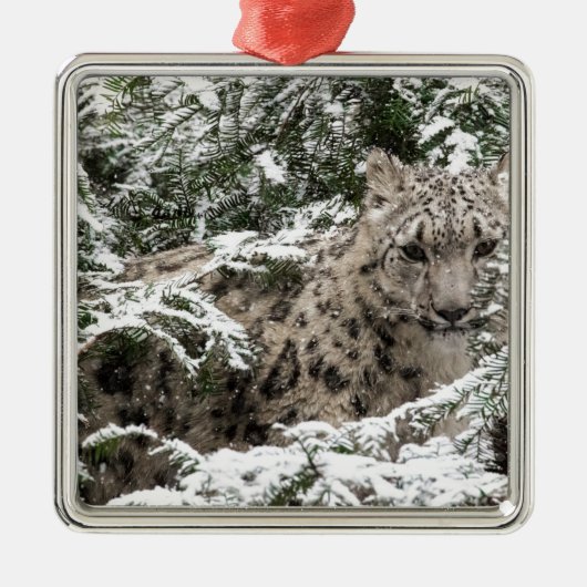 Snow Leopard Cub Hiding Metalen Ornament (Voorkant)