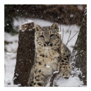 Snow Leopard Cub Perfect Poster