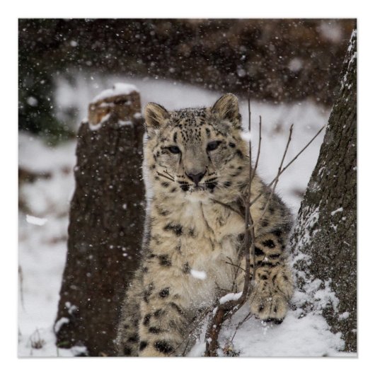 Snow Leopard Cub Perfect Poster (Voorkant)