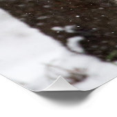 Snow Leopard Cub Perfect Poster (Hoek)