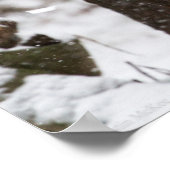 Snow Leopard Cub Poster (Hoek)