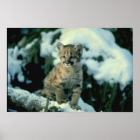 Snow Leopard Cub