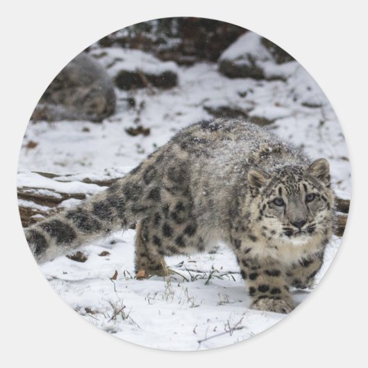 Snow Leopard Cub Ronde Sticker (Voorkant)