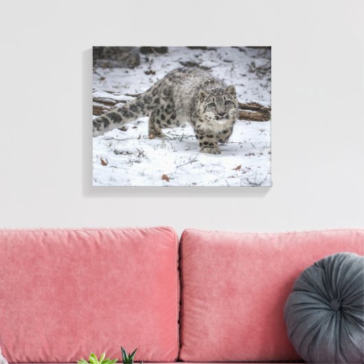 Snow Leopard Cub Stalking Canvas Afdruk (Insitu (Woonkamer))