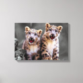 Snow Leopard Cubs Canvas Afdruk (Voorkant)