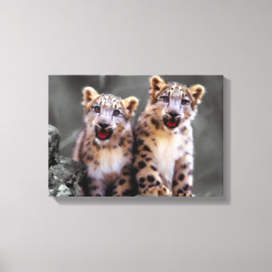 Snow Leopard Cubs Canvas Afdruk