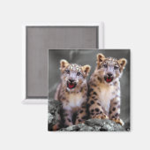 Snow Leopard Cubs Magneet (Voorkant / Achterkant)