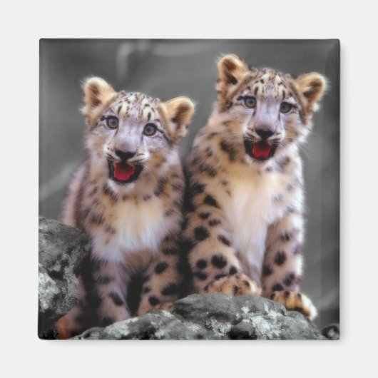 Snow Leopard Cubs Magneet (Voorkant)