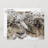 Snow Leopard Cuddle Briefkaart (Voorkant / Achterkant)