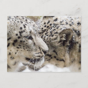 Snow Leopard Cuddle Briefkaart