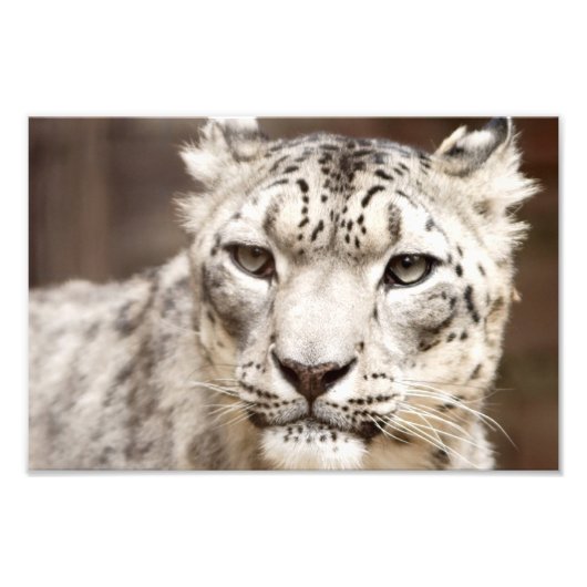 Snow Leopard Foto Afdruk (Voorkant)