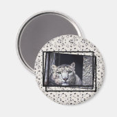 Snow Leopard-foto Magneet (Voorkant / Achterkant)