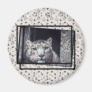 Snow Leopard-foto Magneet